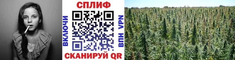 Каннабис индика  мориарти наркотические препараты  Цивильск 